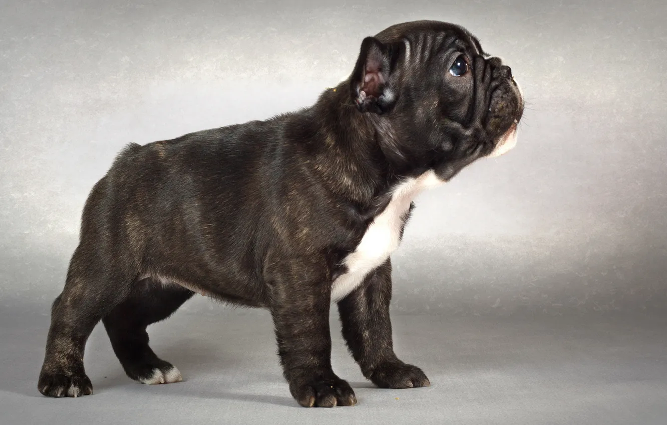 Photo wallpaper background, dog, puppy