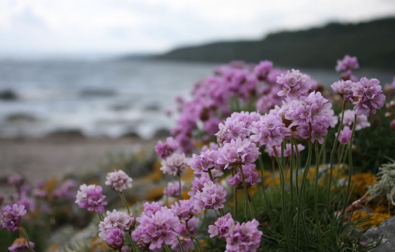 Photo wallpaper beach, water, overcast, shore, Flowers, purple flowers, purple flowers, purple flowers