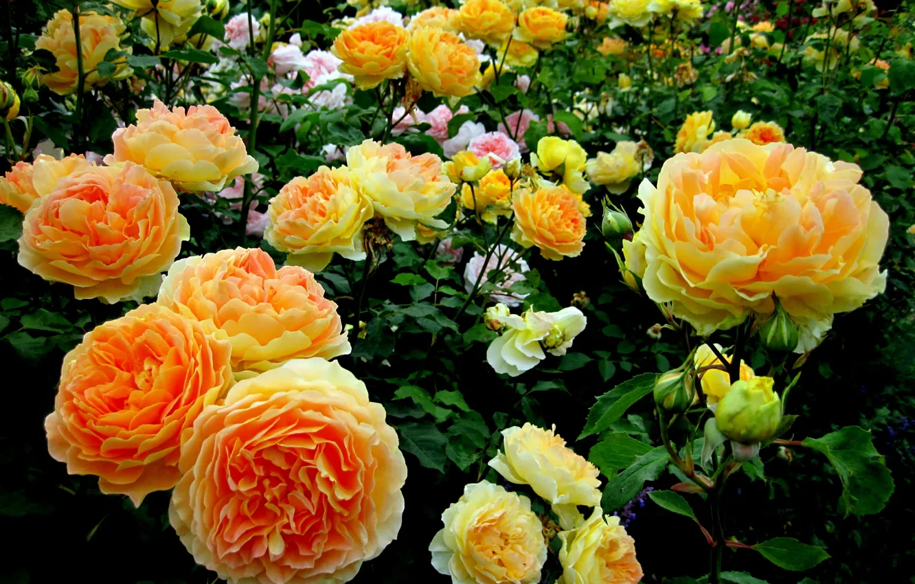Photo wallpaper roses, Flowers, garden