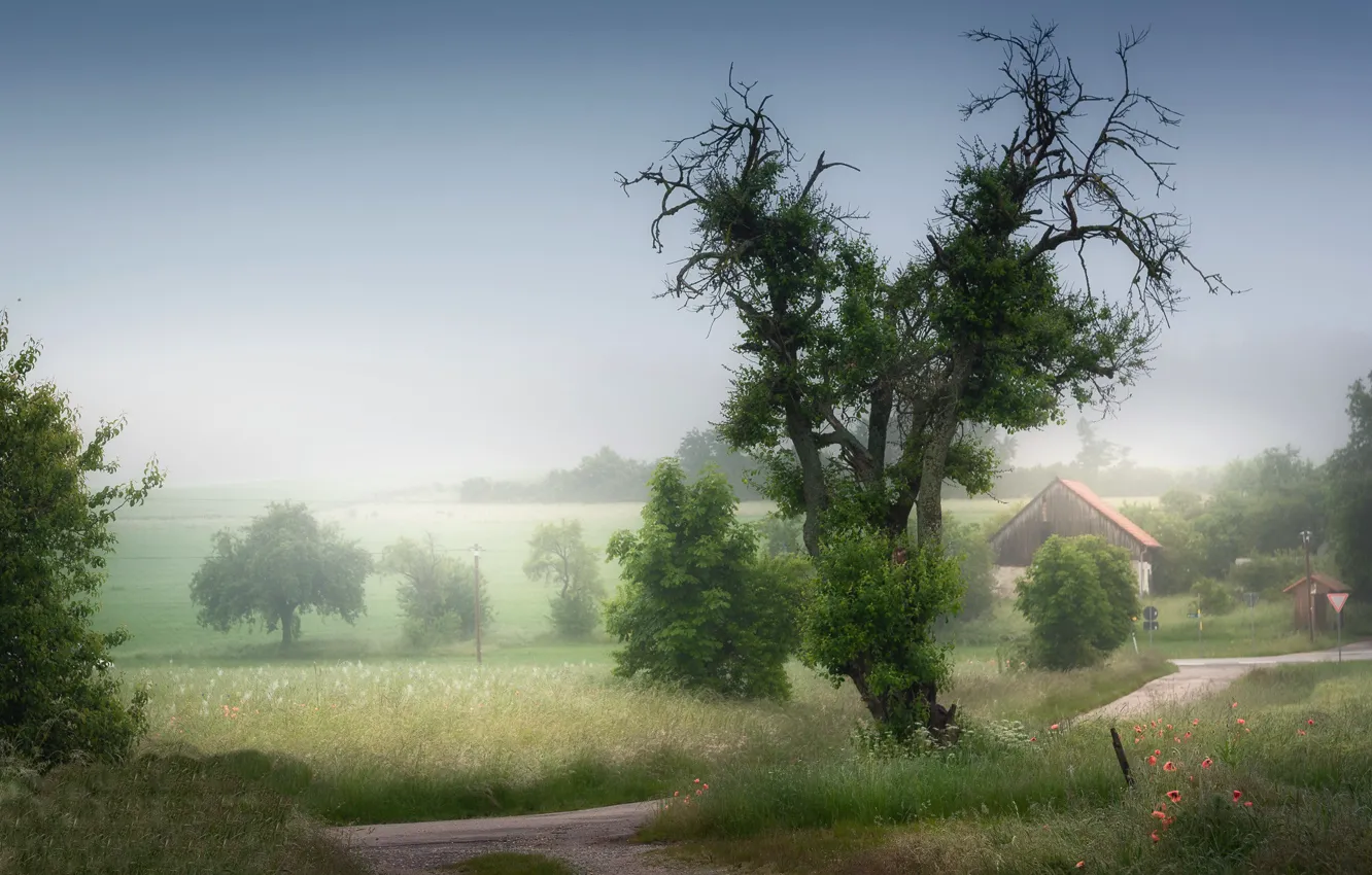 Photo wallpaper road, summer, fog