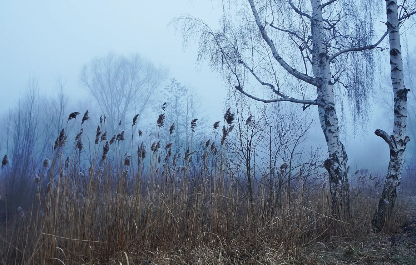 Photo wallpaper dark, forest, autumn, fog