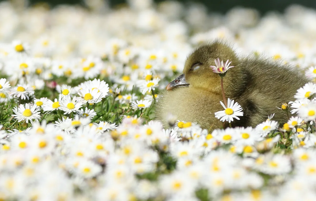 Photo wallpaper flowers, nature, baby, meadow, the goslings