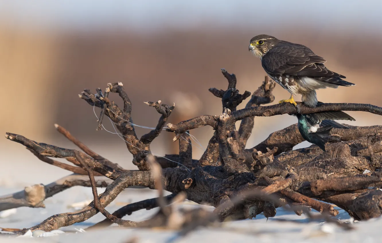 Photo wallpaper branches, nature, background, bird, snag, hawk, predatory