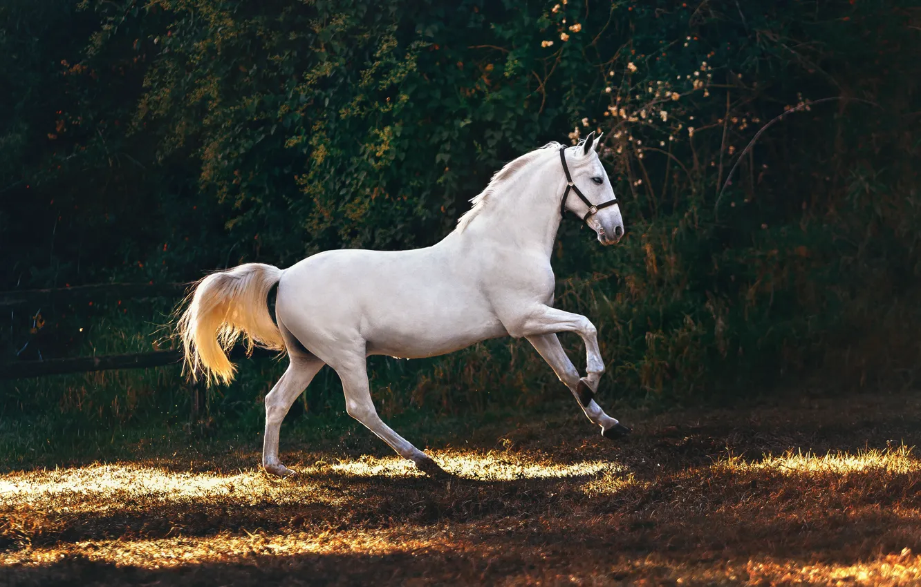 Photo wallpaper white, light, branches, nature, pose, the dark background, horse, foliage