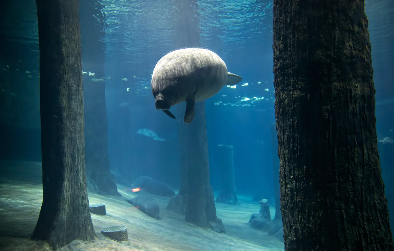 Photo wallpaper aquarium, manatee, mammal