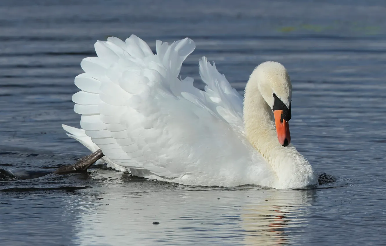 Photo wallpaper bird, swans, pond