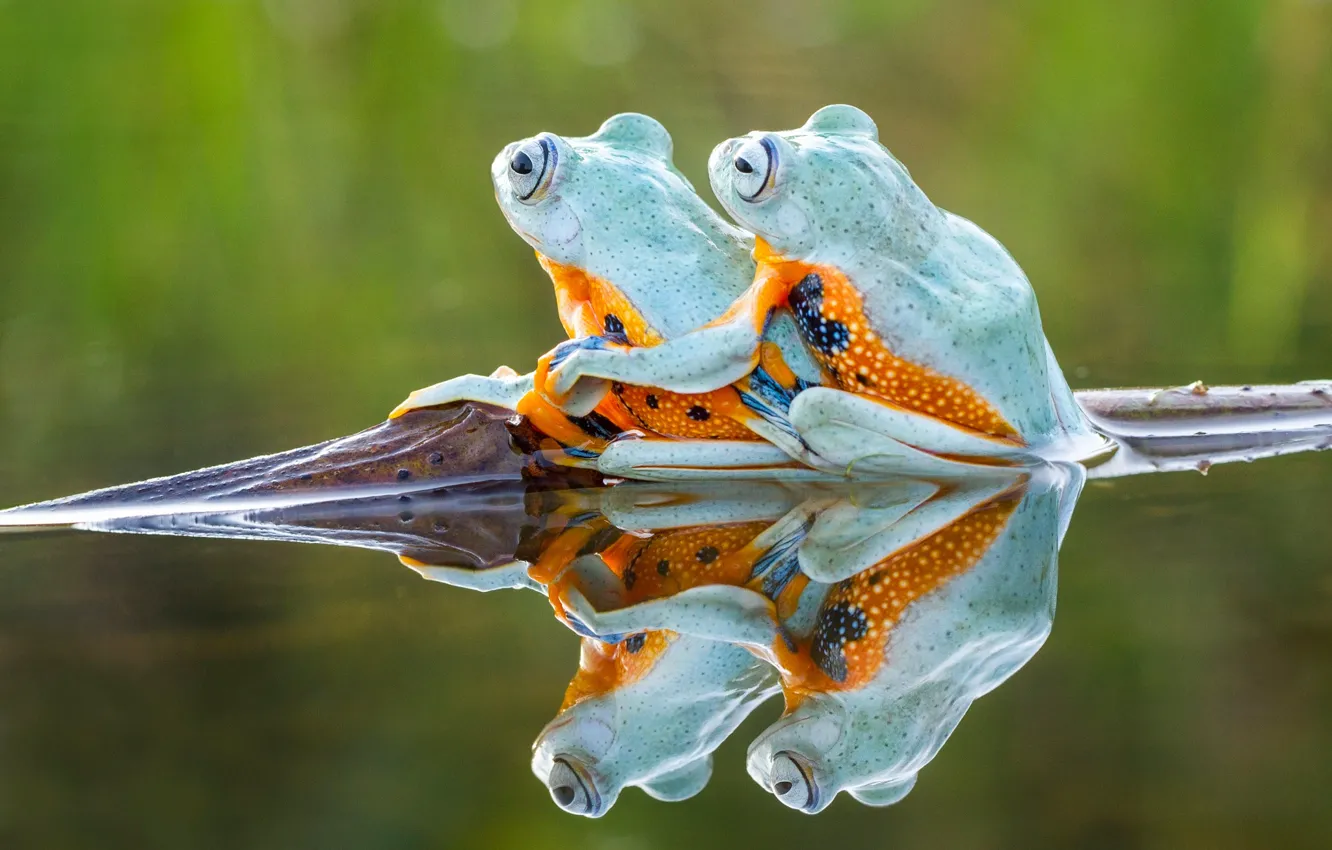 Photo wallpaper water, background, frog, frogs