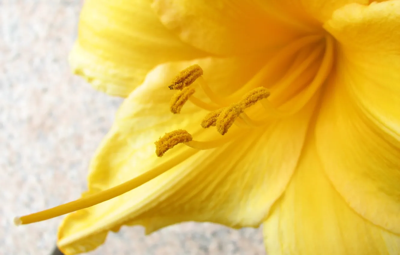 Photo wallpaper flower, macro, yellow, pollen
