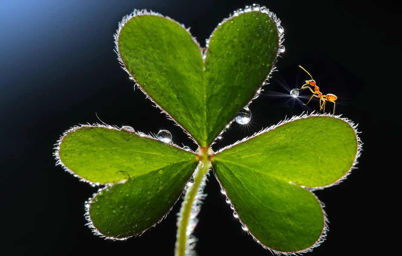 Photo wallpaper leaves, nature, ants