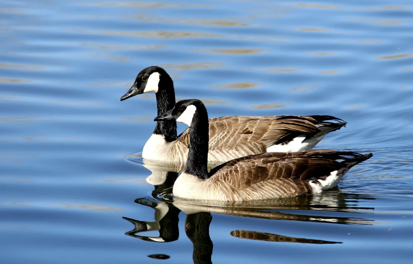 Photo wallpaper water, lake, pair, geese