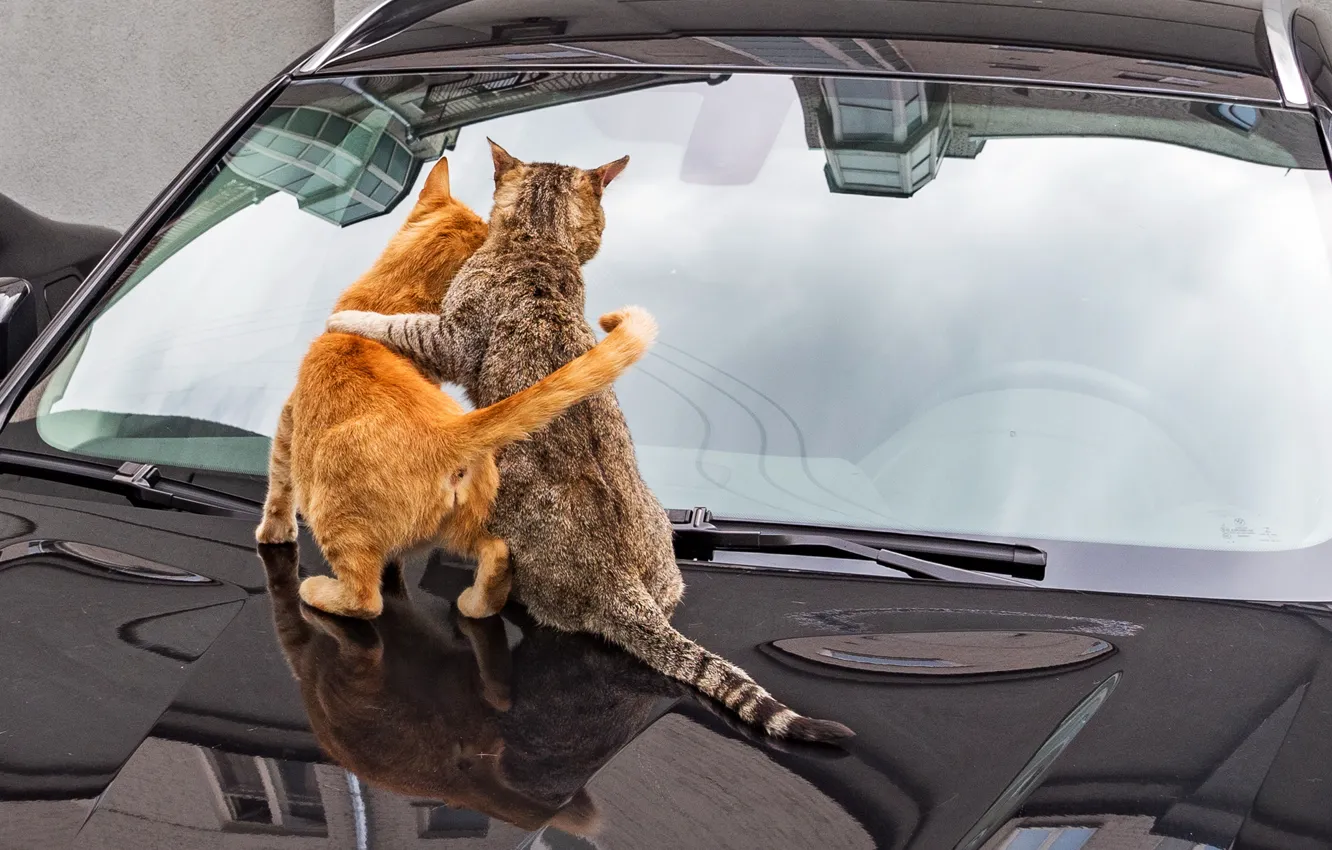 Photo wallpaper machine, cat, glass, hugs, The hood, pair, tail