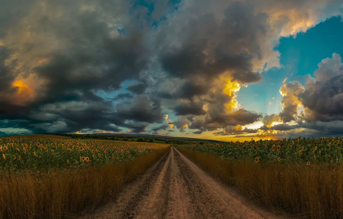 Photo wallpaper field, clouds, sunflowers, clouds, path