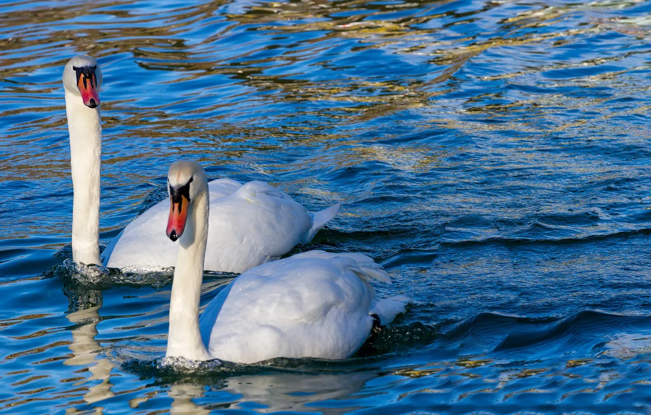 Photo wallpaper water, lake, bird, swans