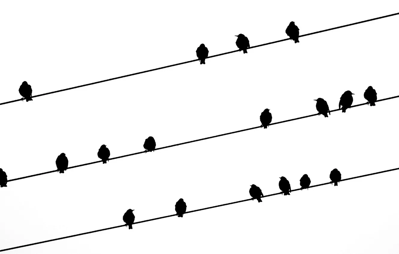Photo wallpaper birds, background, wire