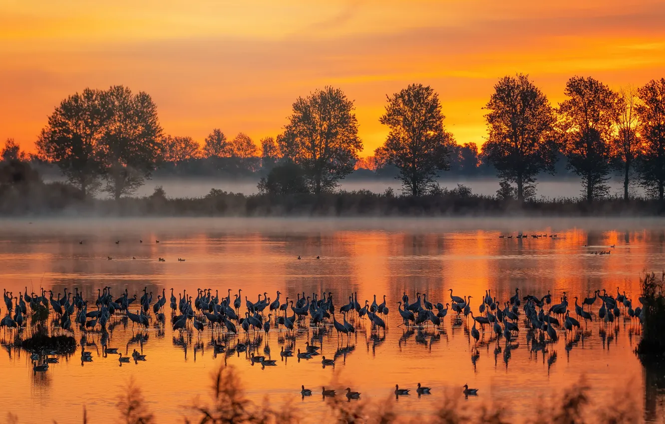 Photo wallpaper autumn, birds, fog, river