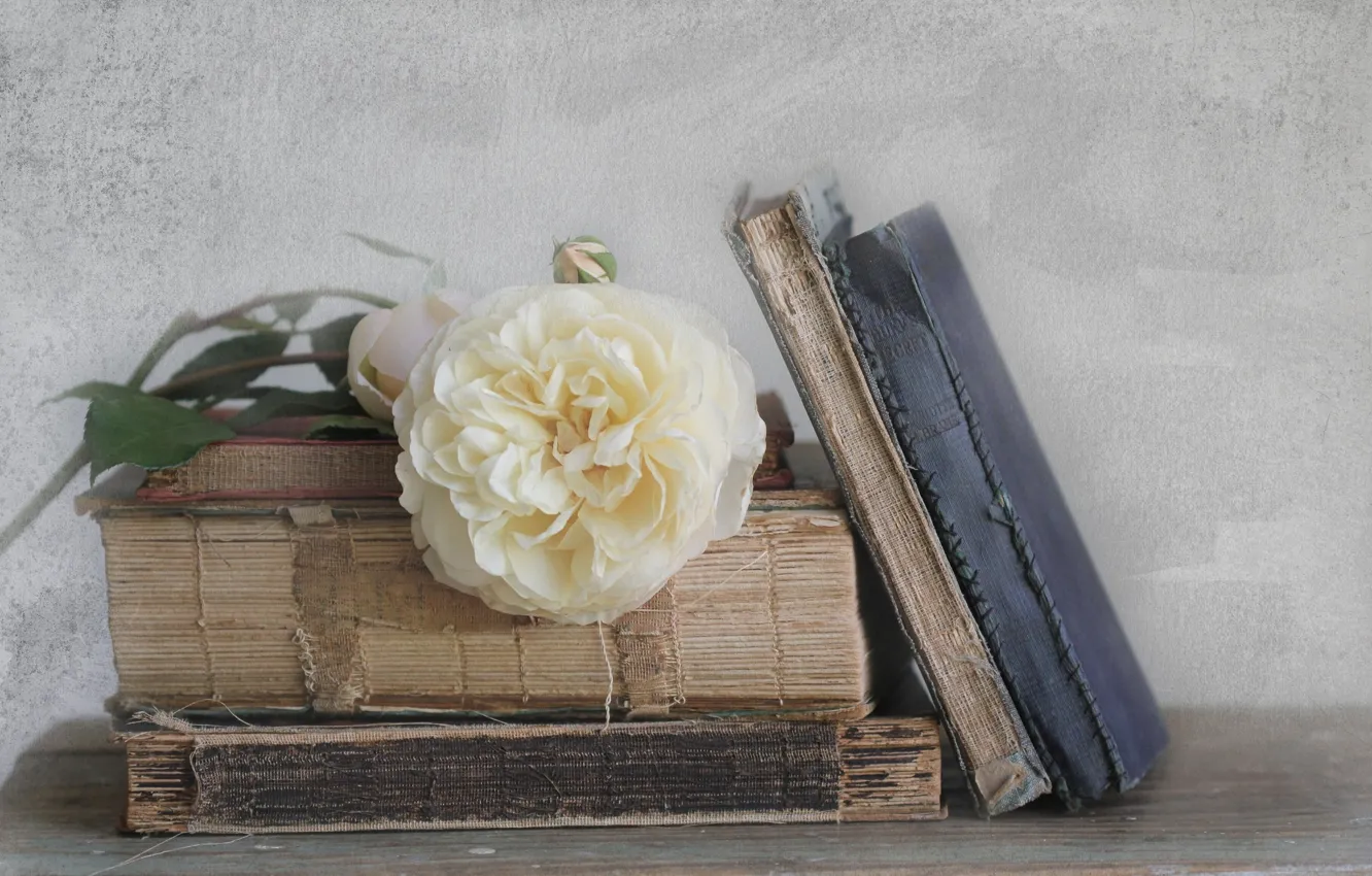 Photo wallpaper rose, books, old, white