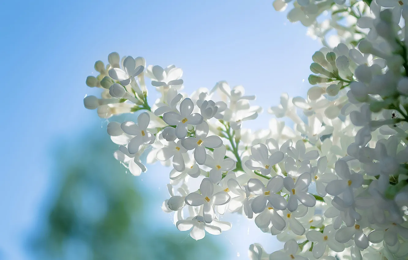 Photo wallpaper macro, background, bunch, white, lilac, inflorescence