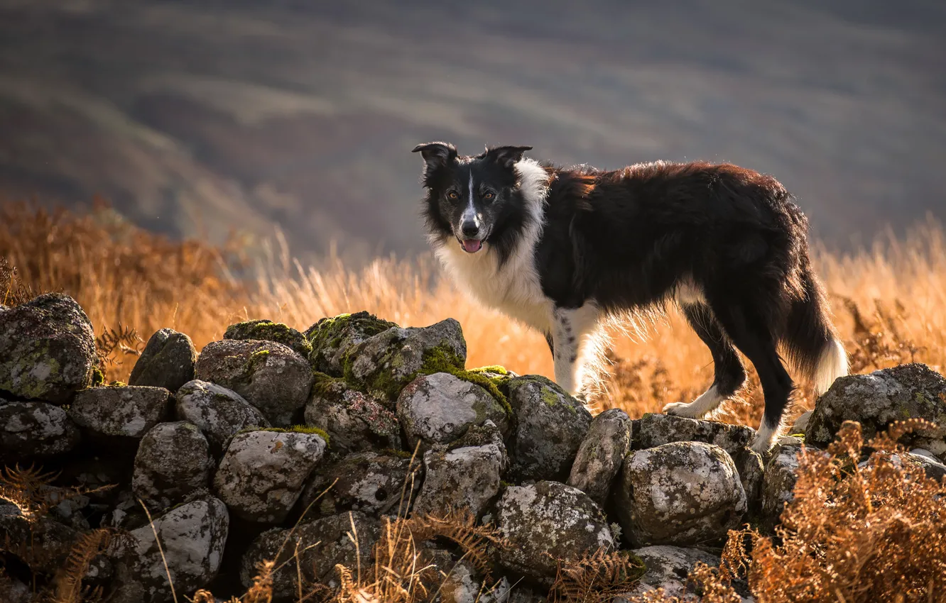 Photo wallpaper field, stones, dog, the border collie