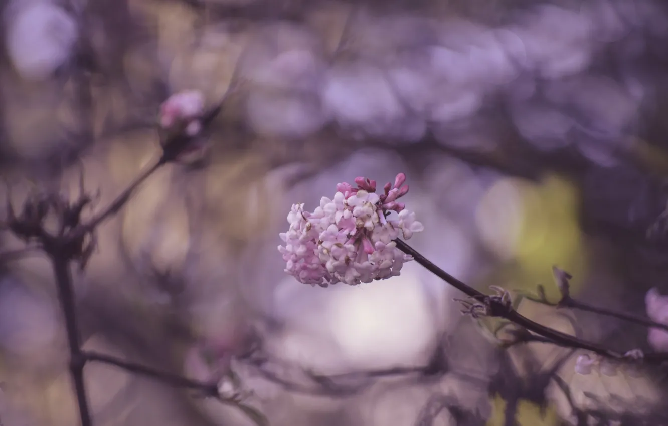 Photo wallpaper macro, branches, spring, flowering, flowers, bokeh