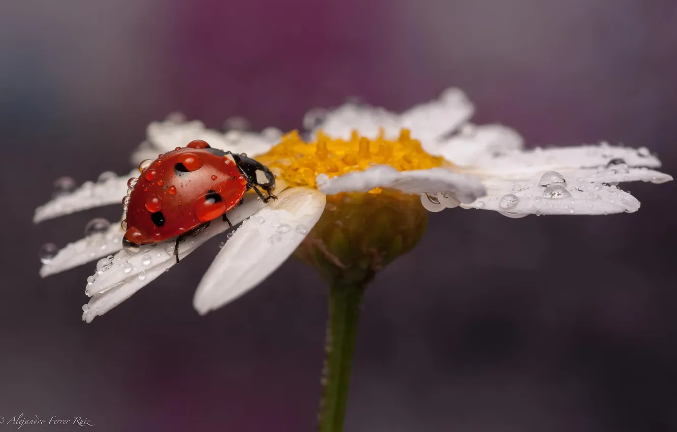 Photo wallpaper drops, macro, bug, ladybug, chamomile, insect
