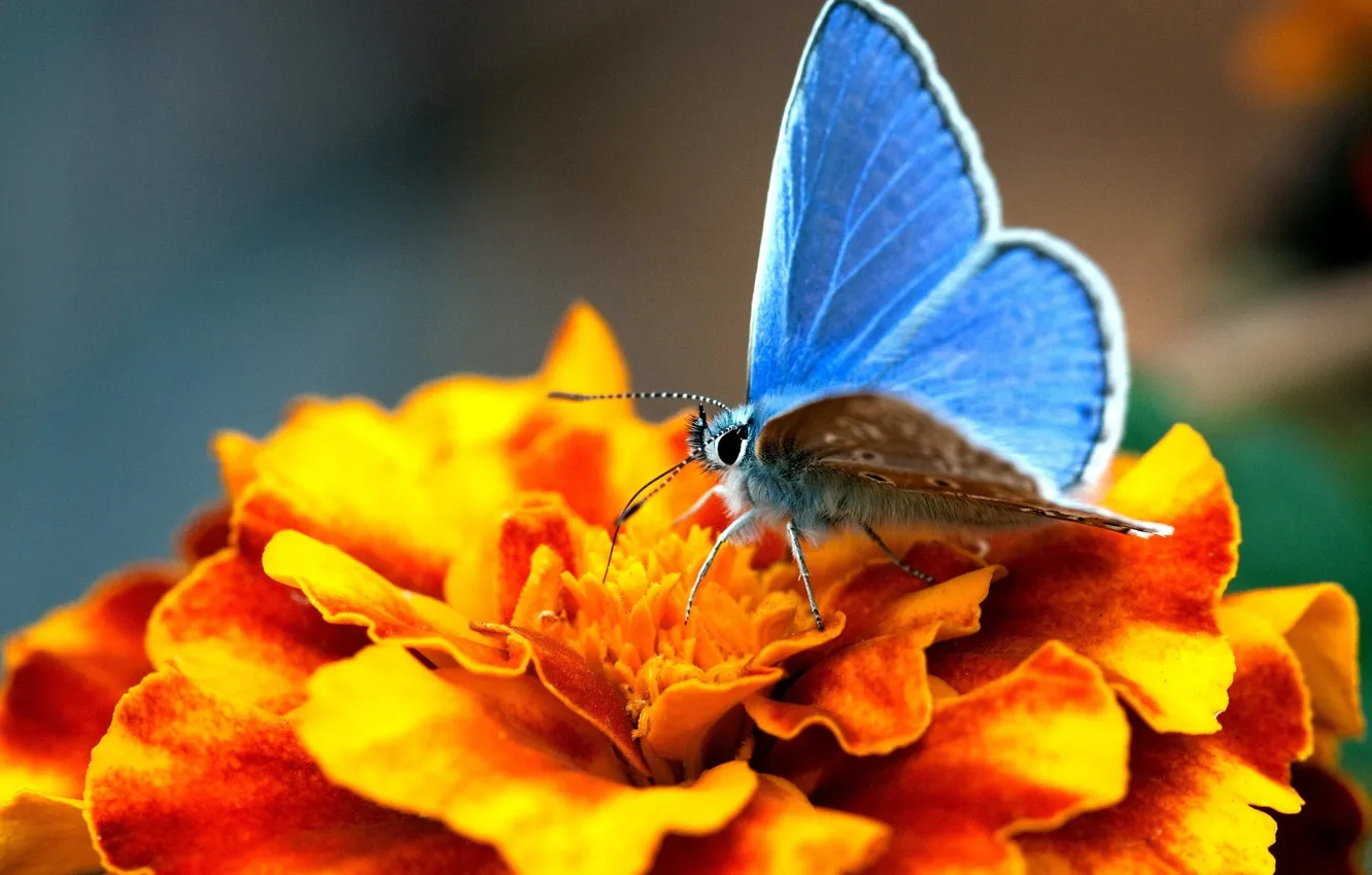 Photo wallpaper flower, macro, orange, butterfly, blue