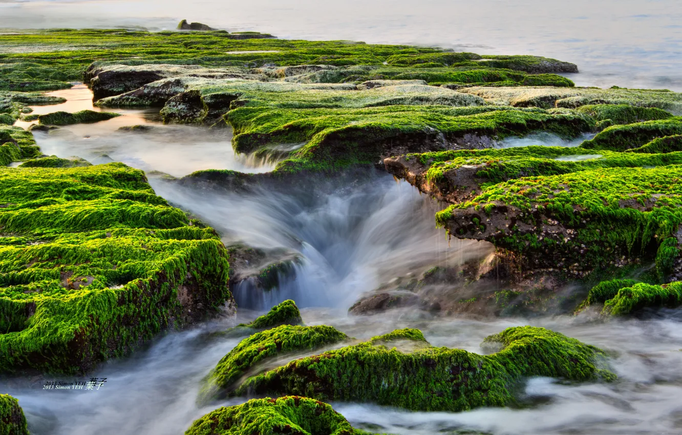 Photo wallpaper sea, shore, moss, threads