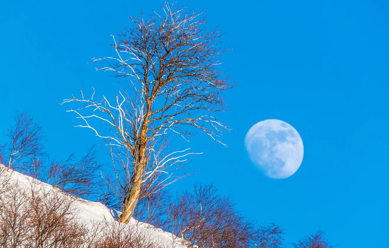 Photo wallpaper winter, the sky, snow, trees, landscape, the moon, slope