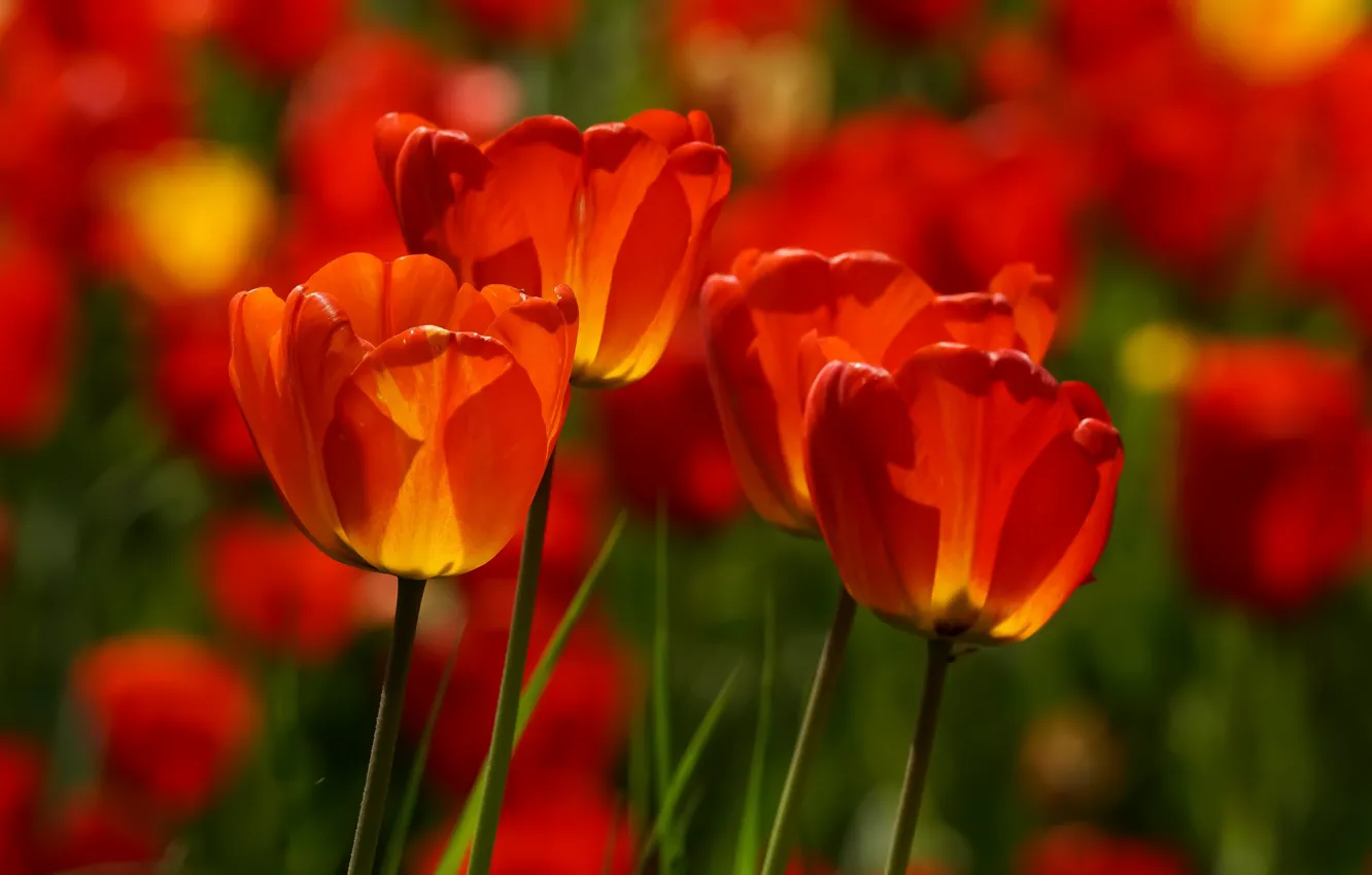 Photo wallpaper flowers, tulips, bokeh