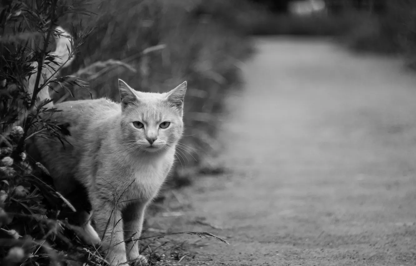 Photo wallpaper cat, cat, cat, animal, Grayscale