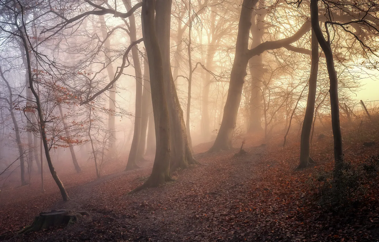 Photo wallpaper forest, nature, fog