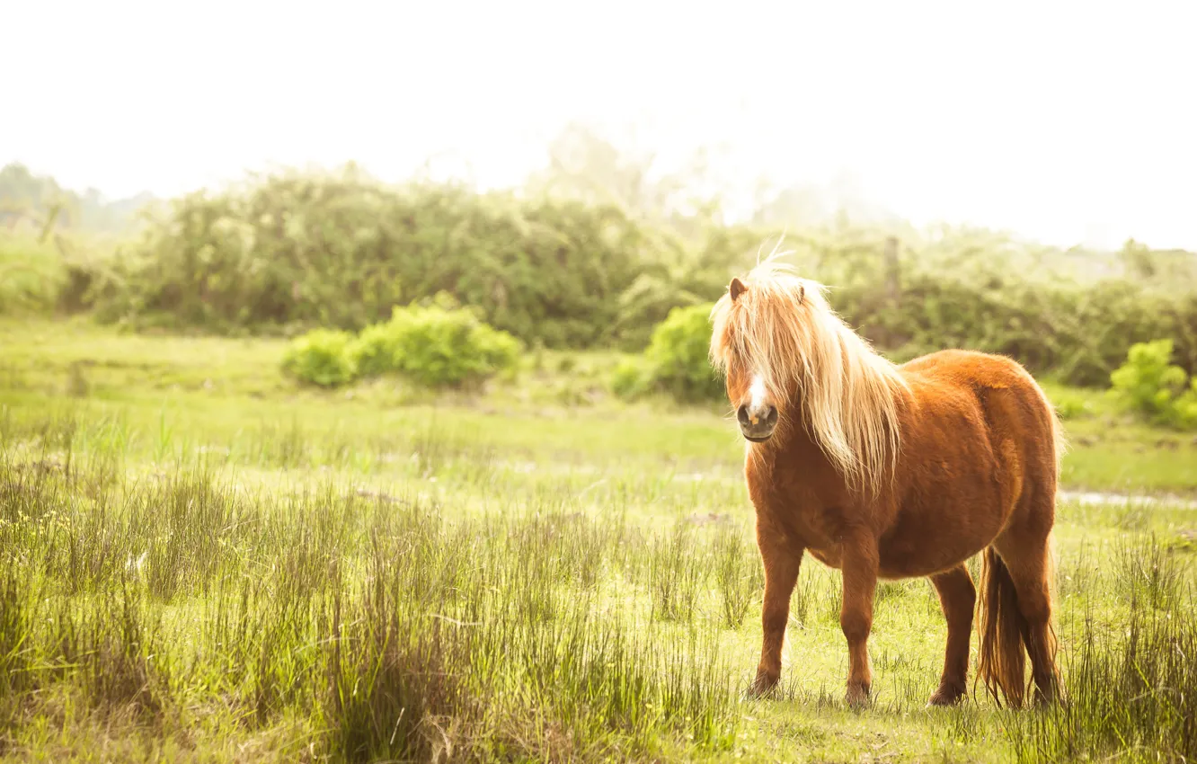 Photo wallpaper field, grass, horse, horse