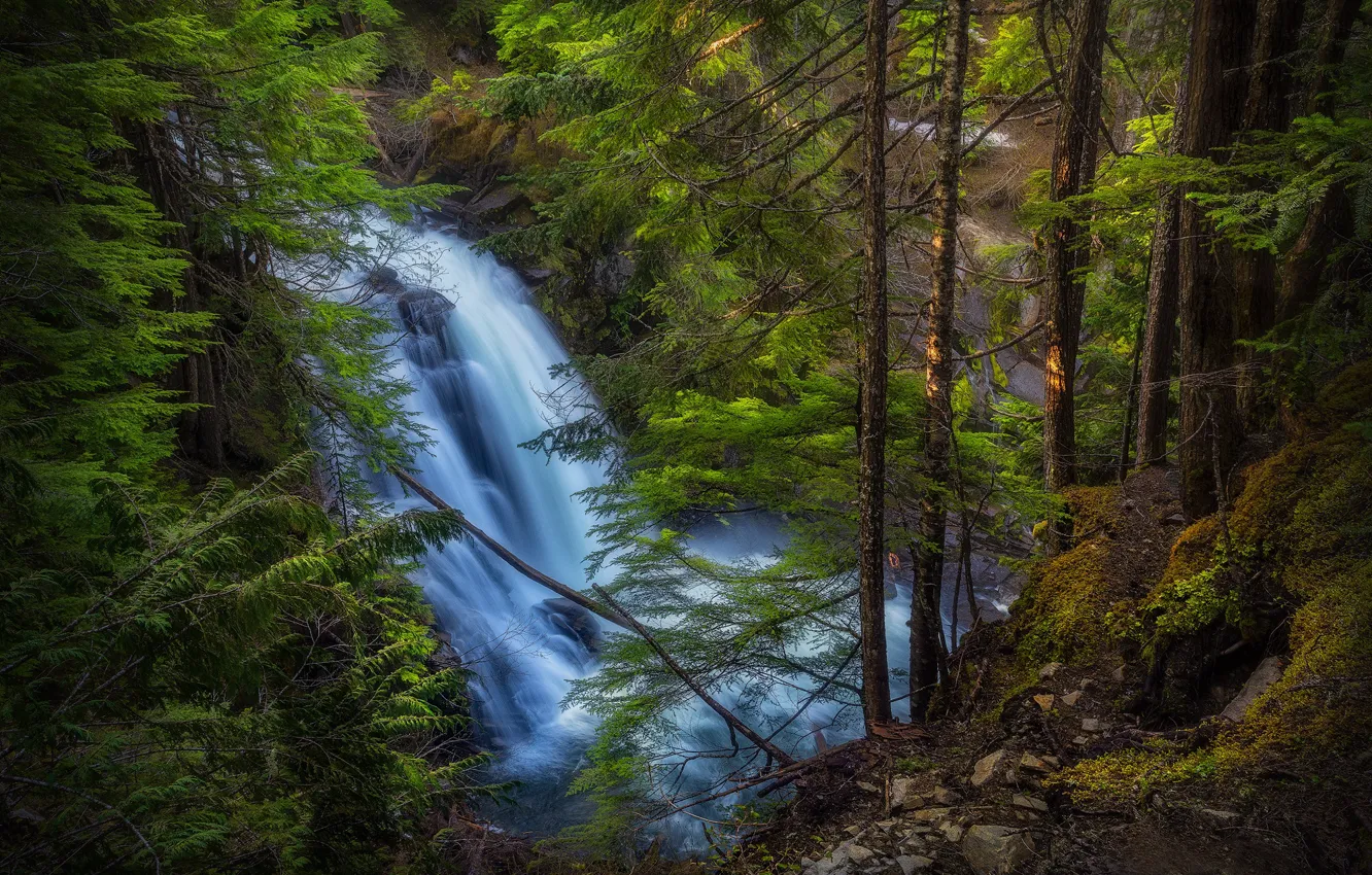 Photo wallpaper forest, trees, waterfall, Oregon