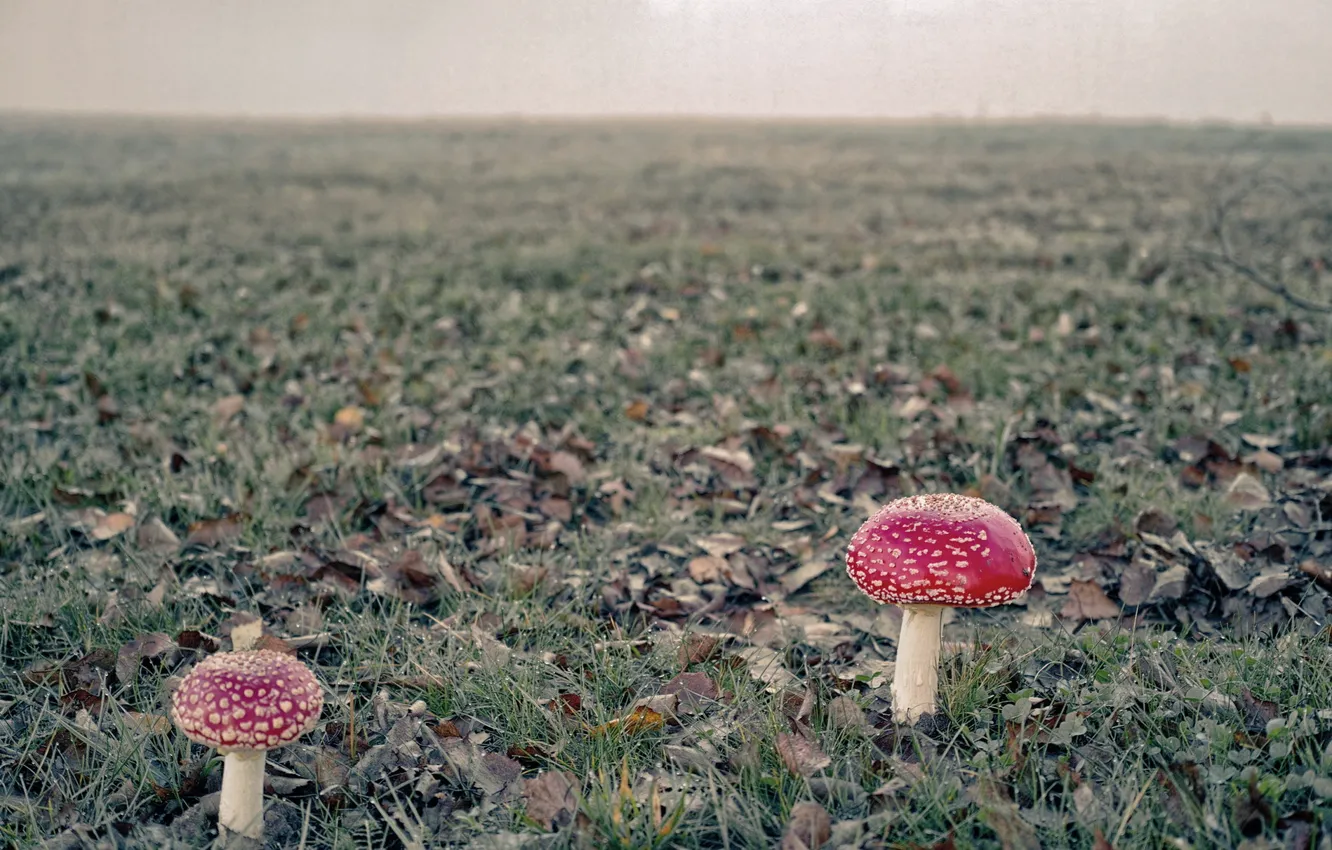 Photo wallpaper field, nature, mushrooms