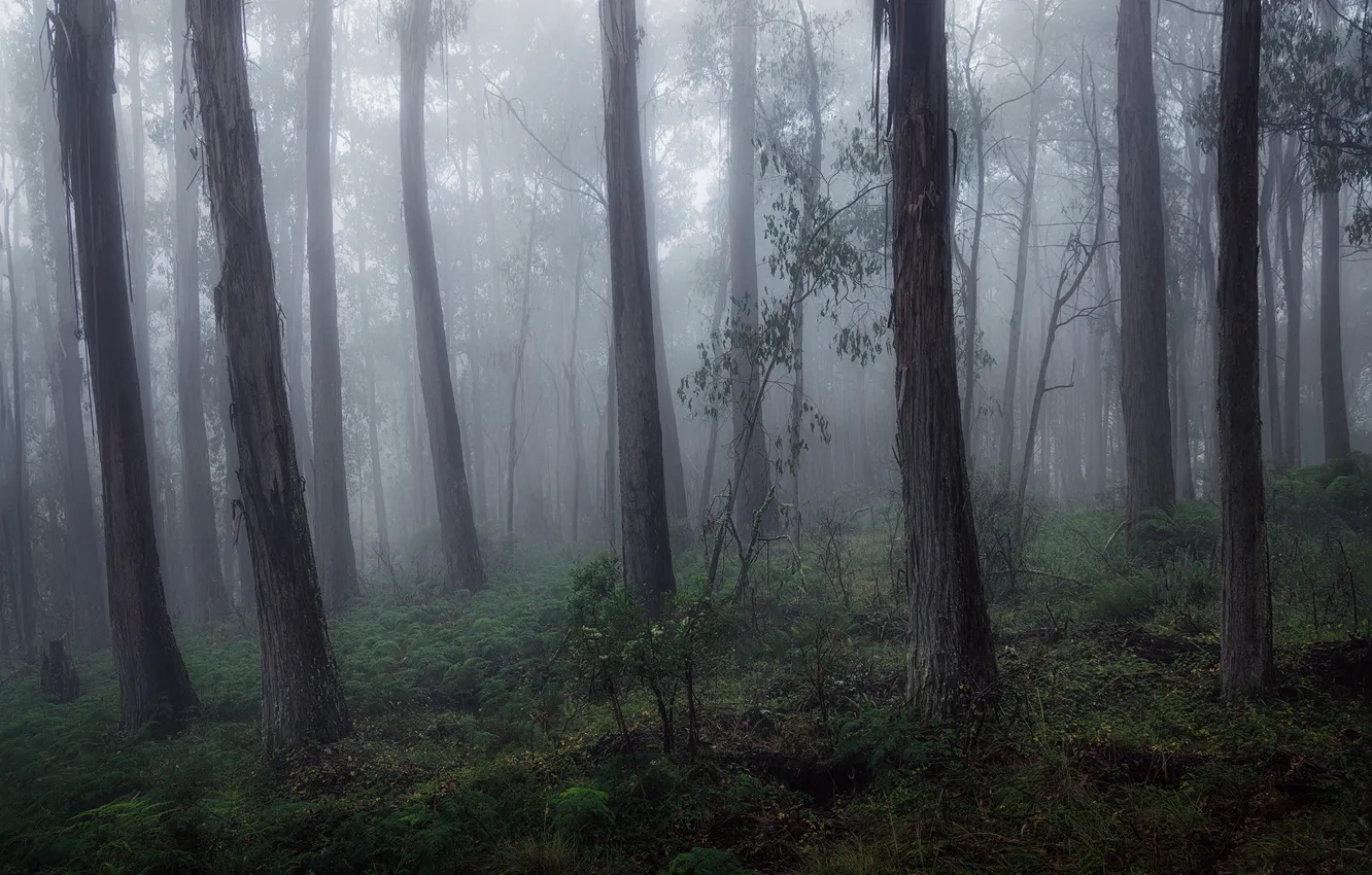 Photo wallpaper forest, trees, branches, nature, fog, morning, haze, trunk