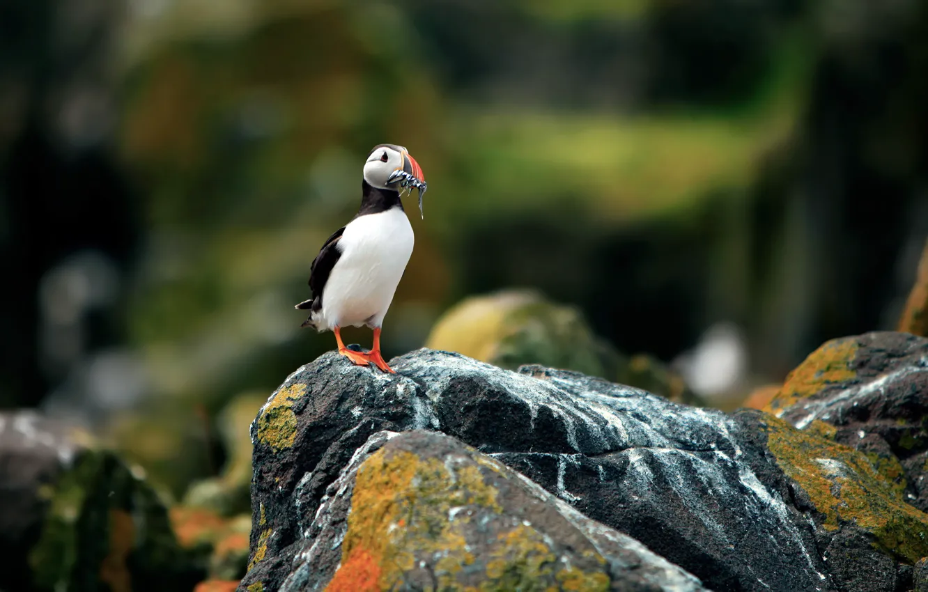 Photo wallpaper stones, background, rocks, bird, razmytost, Atlantic puffin, Fratercula arctica, Puffin
