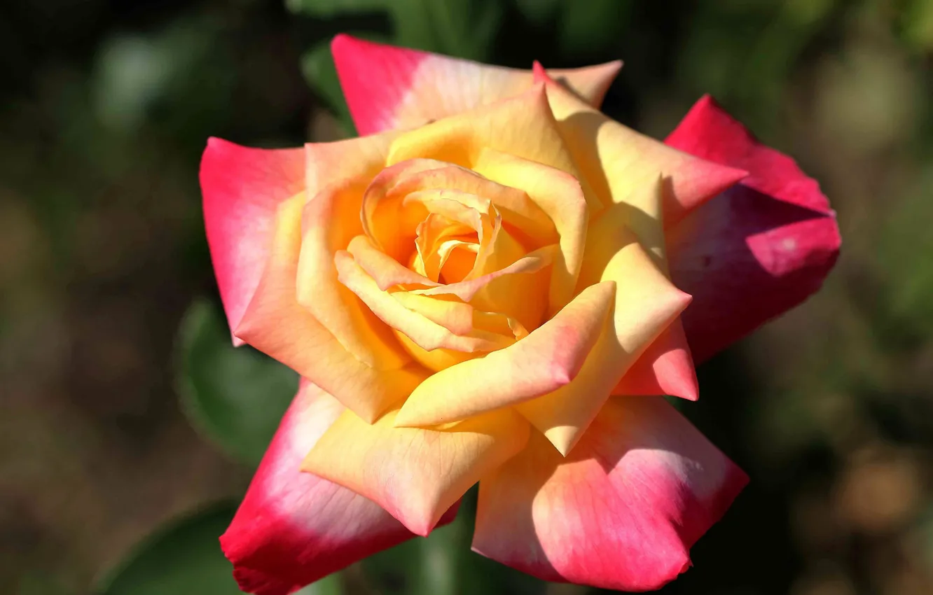 Photo wallpaper macro, rose, petals