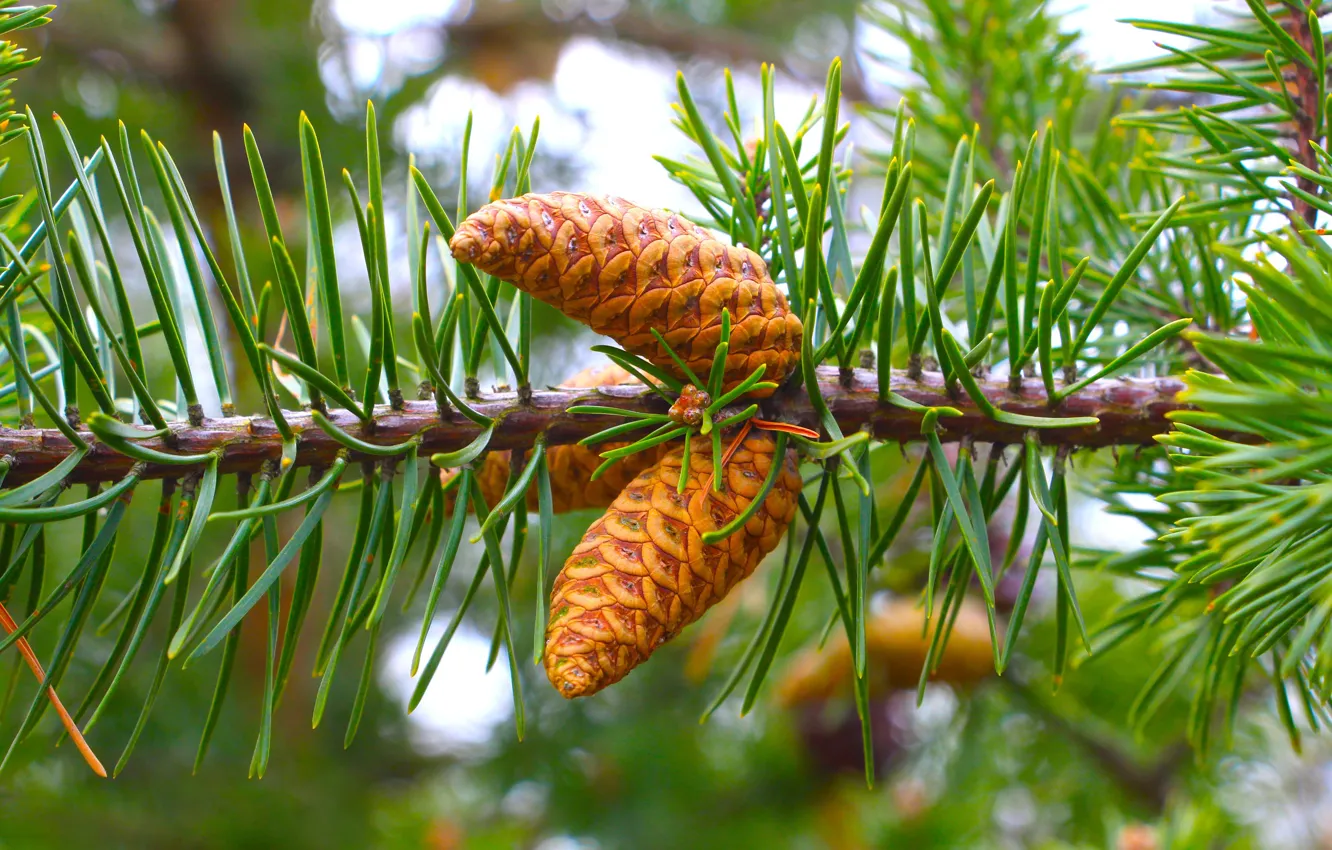 Photo wallpaper greens, macro, needles, branches, needles, bumps, coniferous