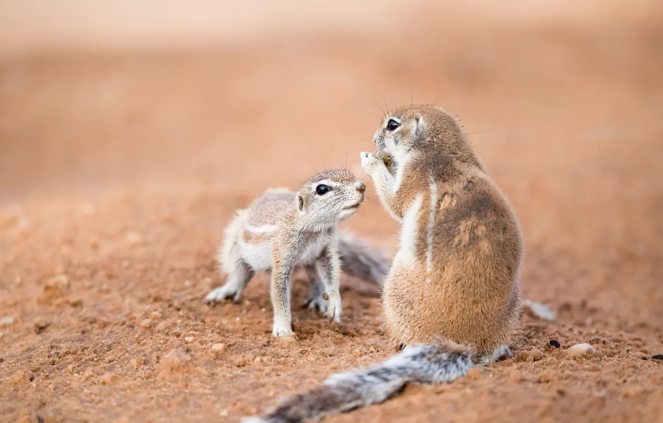 Photo wallpaper nature, background, Southern African ground squirrels