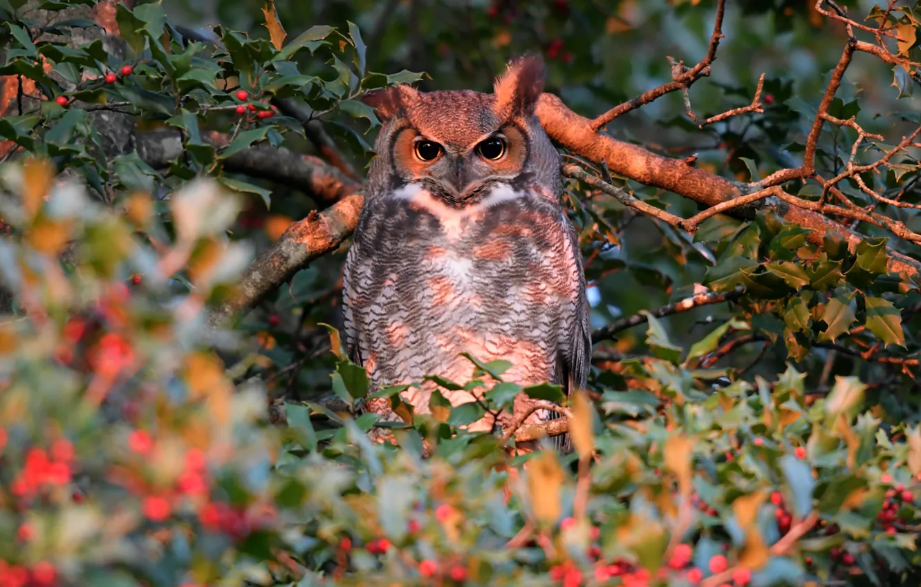 Photo wallpaper light, branches, berries, owl, bird, foliage, fruit, bokeh