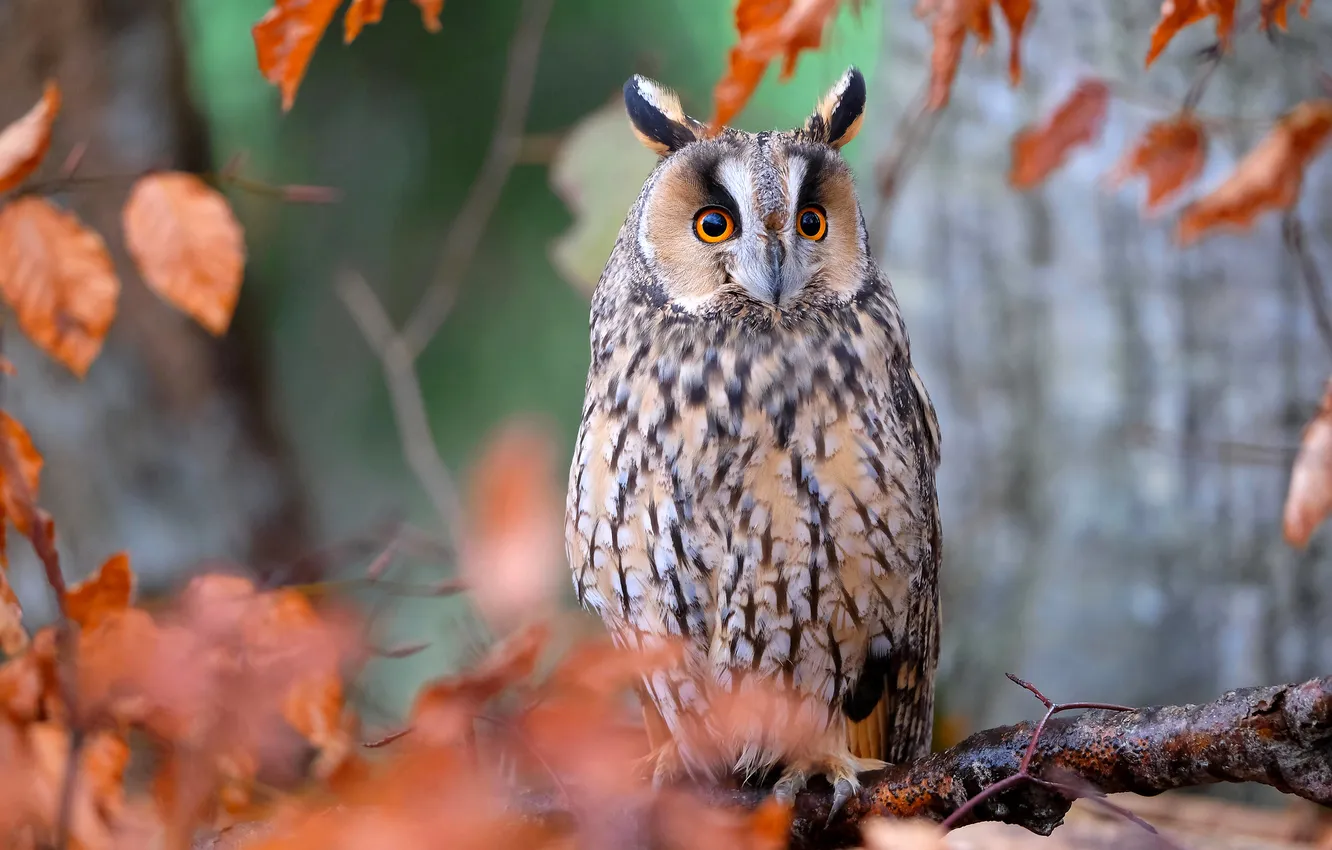 Photo wallpaper autumn, trees, branches, owl, bird, foliage, bokeh, owl