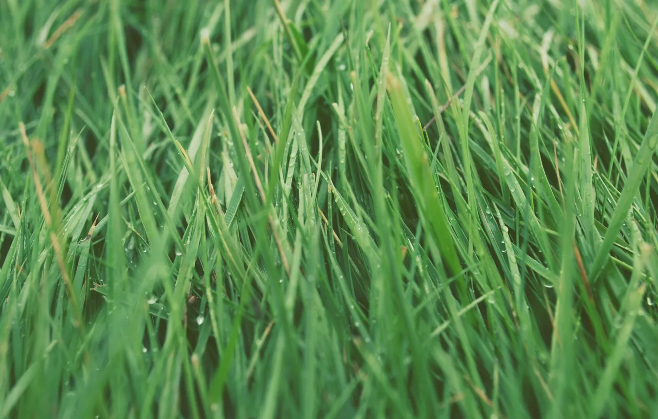Photo wallpaper grass, green, a lot
