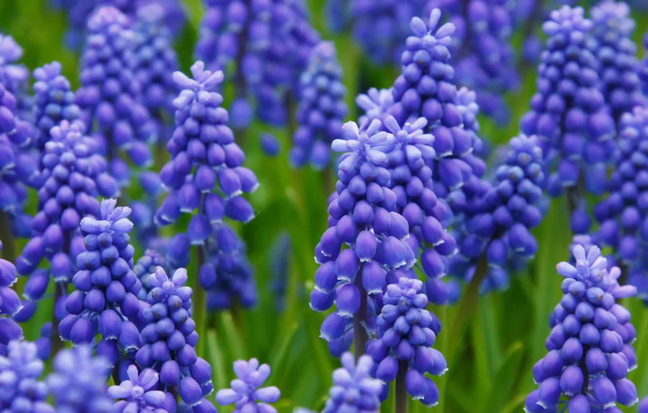 Photo wallpaper macro, flowers, glade, spring, flowerbed, a lot, inflorescence, lilac