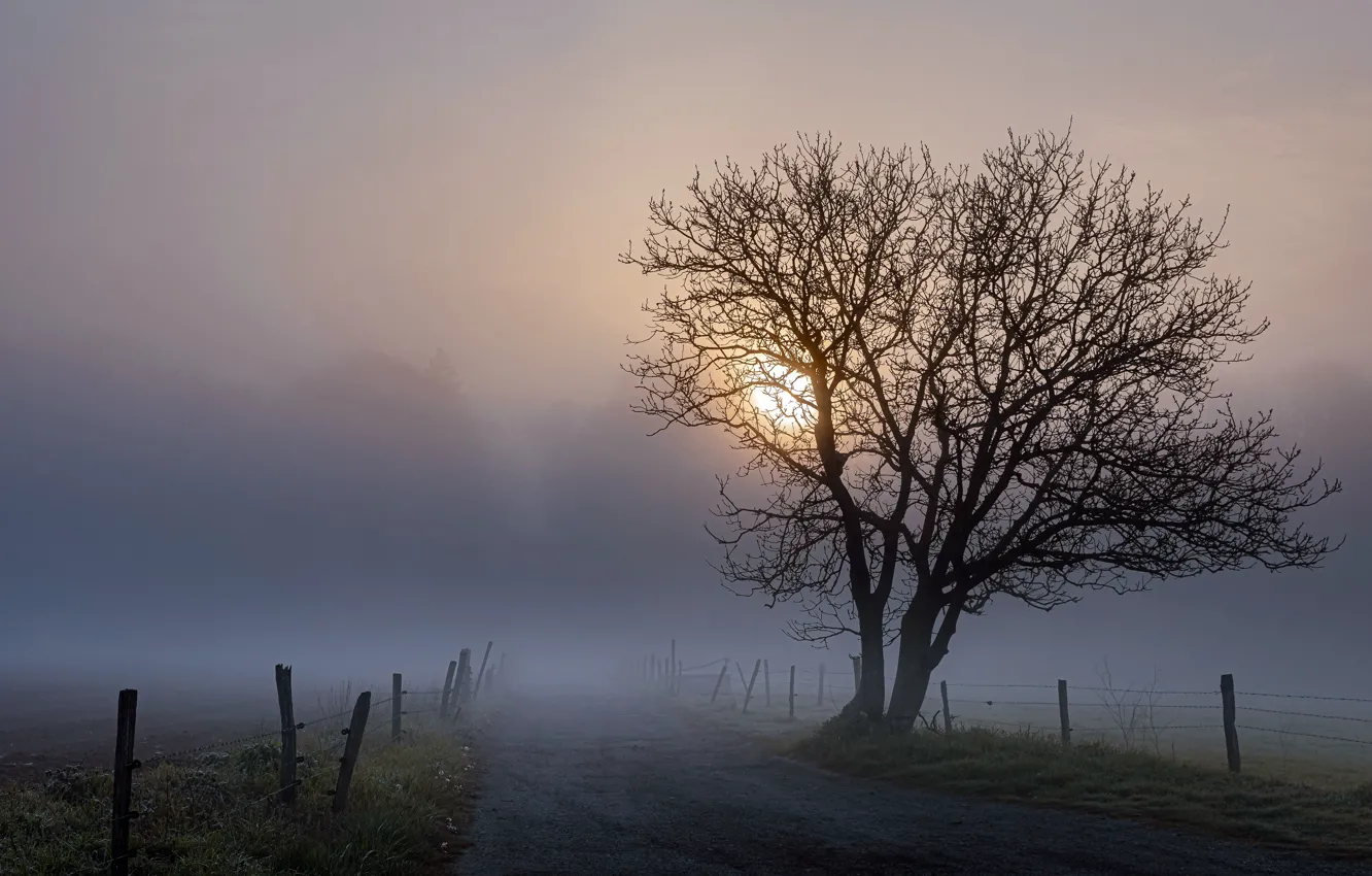 Photo wallpaper road, fog, tree