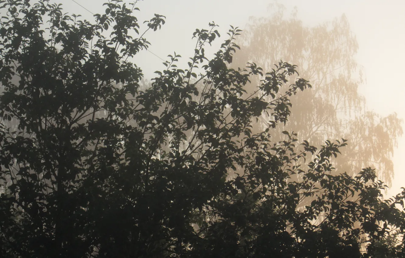 Photo wallpaper fog, dawn, Apple