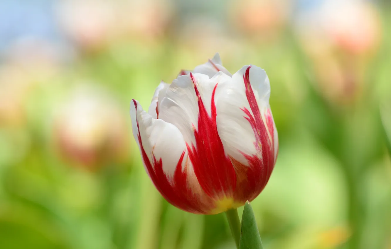 Photo wallpaper nature, paint, petals, tulips