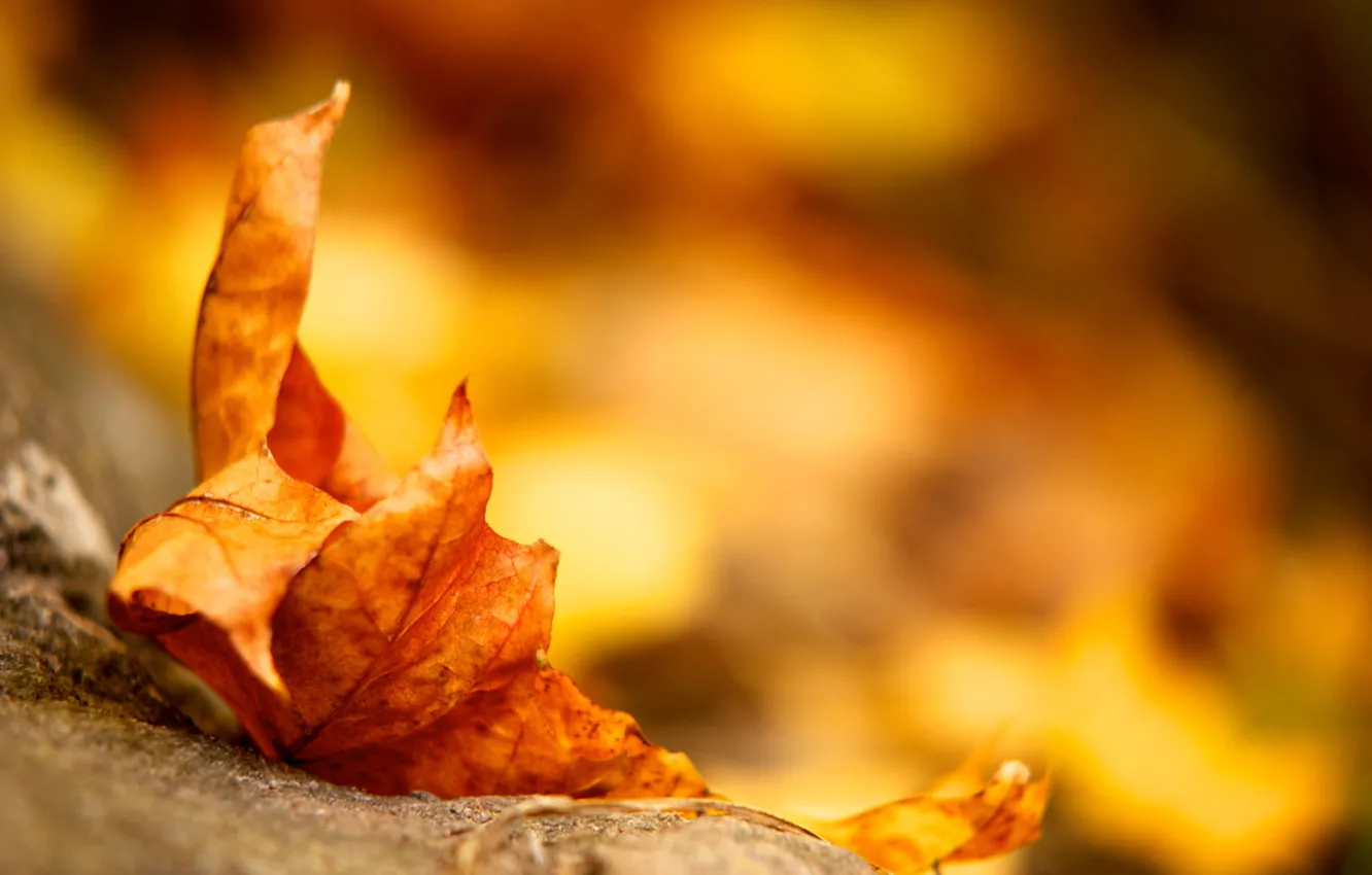 Photo wallpaper autumn, yellow, earth, leaf
