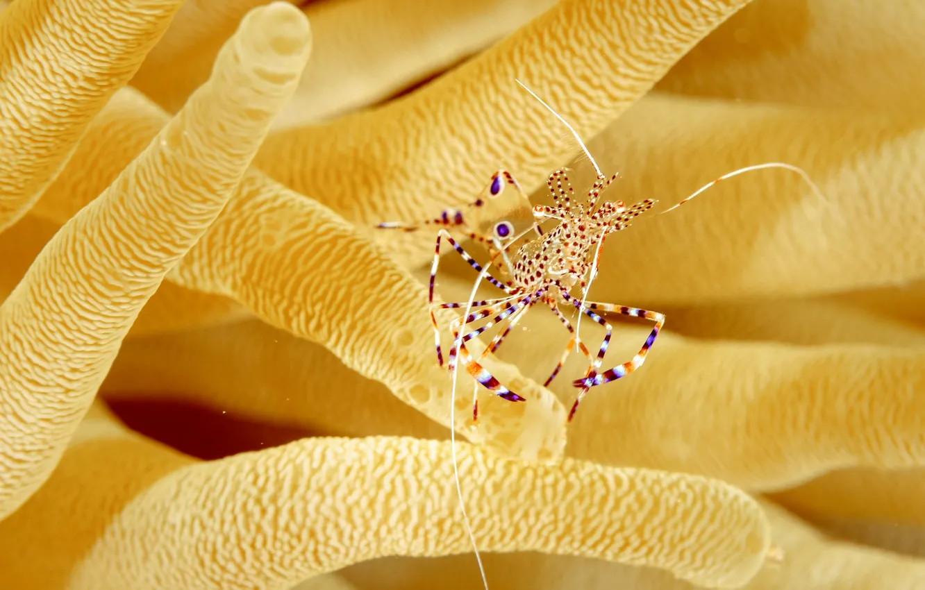 Photo wallpaper yellow, shrimp, sea anemones, transparent shrimp