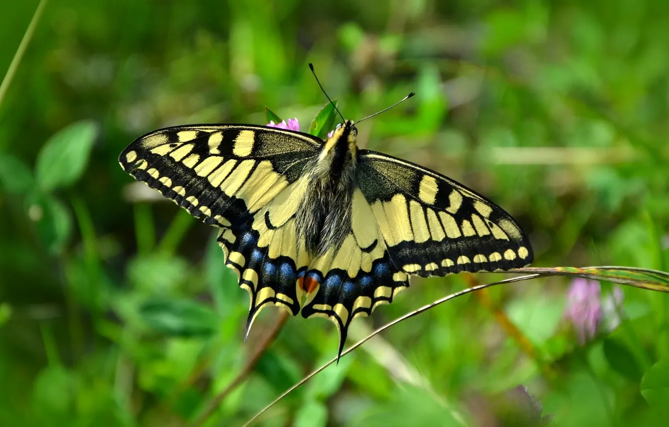 Photo wallpaper flowers, macro, butterfly, wings, beautiful, closeup