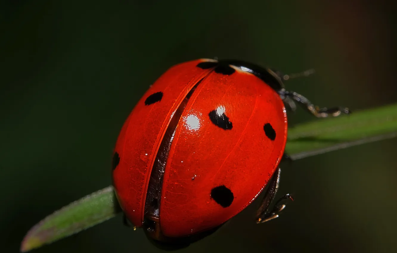 Photo wallpaper macro, plant, insect, ladybug, Of GOD