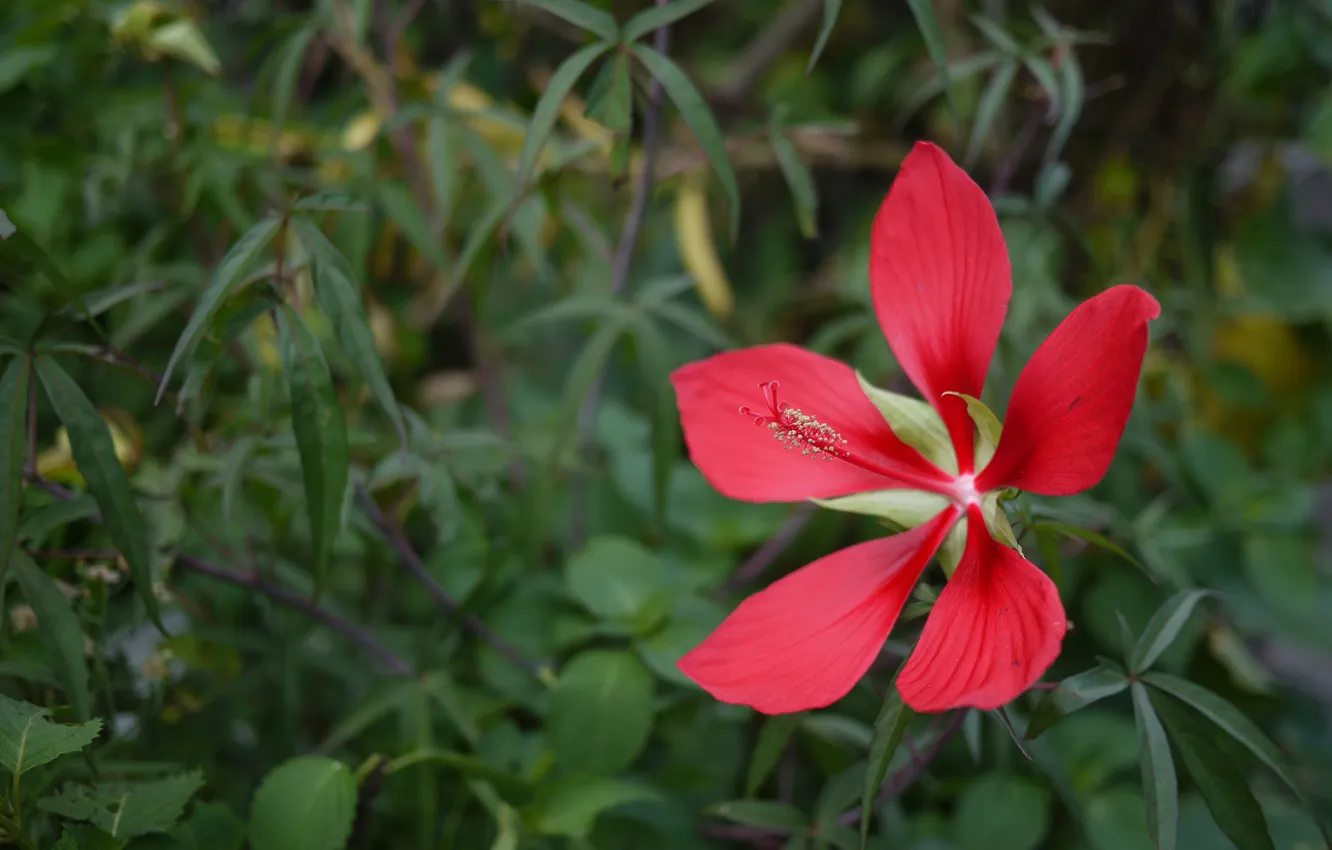 Photo wallpaper greens, flowers, petals, career